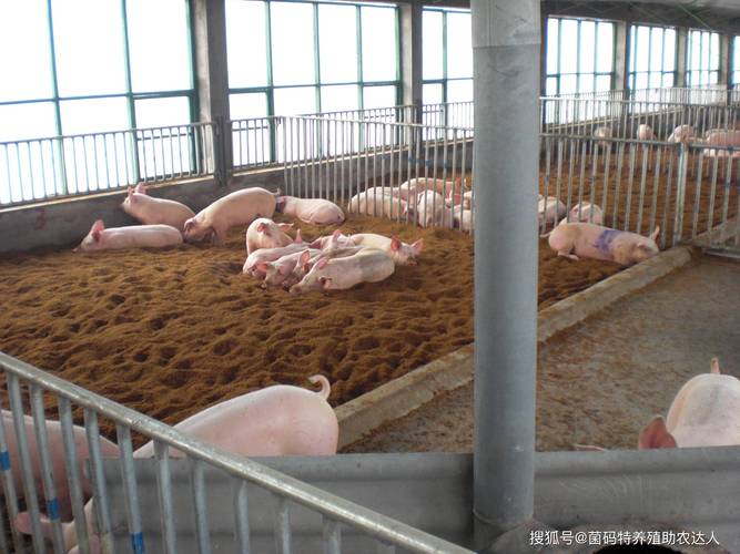 养猪发酵床的技术视频-图3