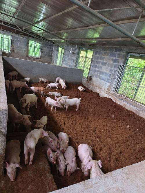 养猪发酵床的技术视频-图1