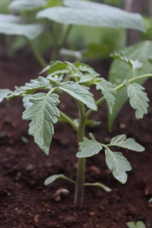 番茄露地秋冬种植技术-图1