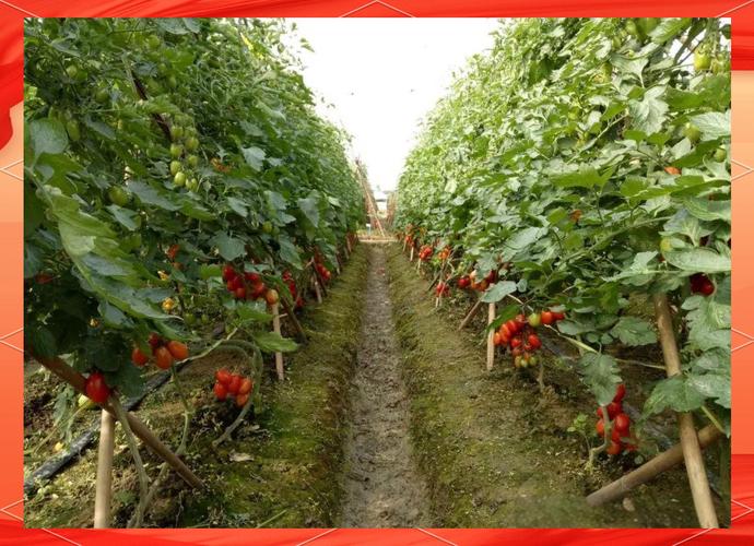 番茄露地秋冬种植技术-图2