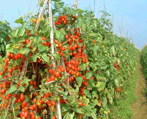 番茄露地秋冬种植技术-图3