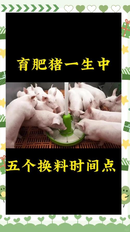 学养猪技术哪里最好？-图2