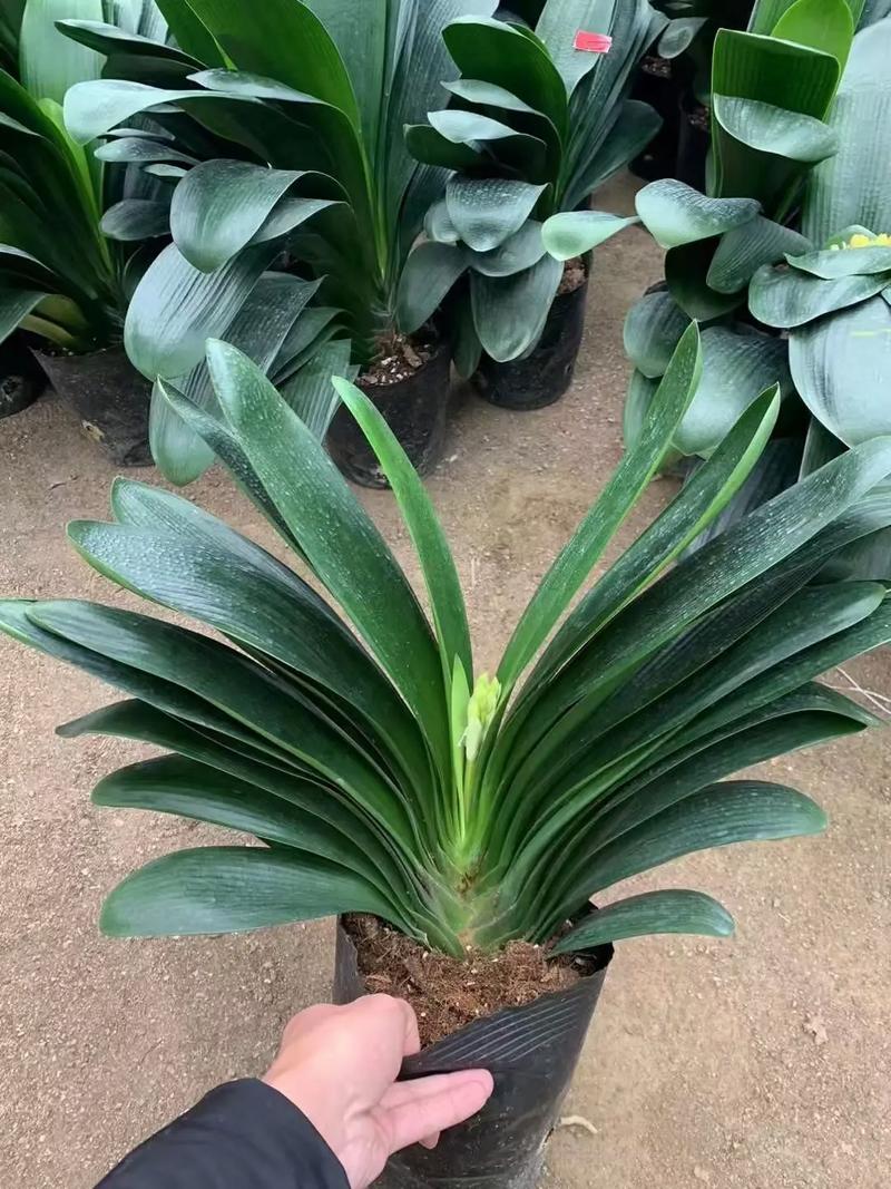 吉林君子兰最多的品种-图1