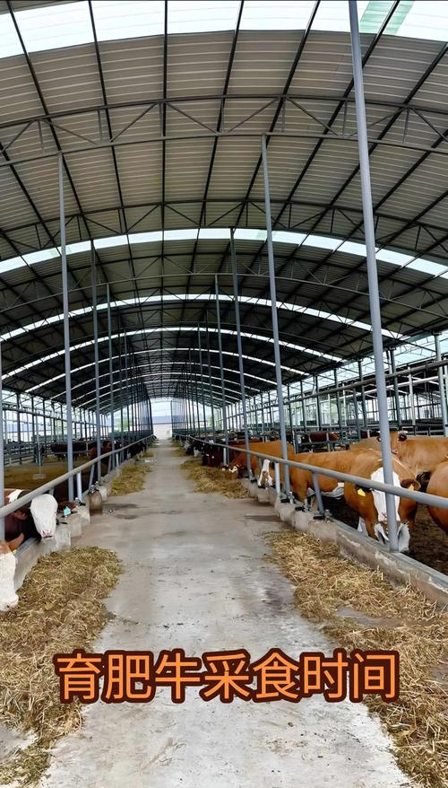 致富经养牛视频，技术要点有哪些？-图2