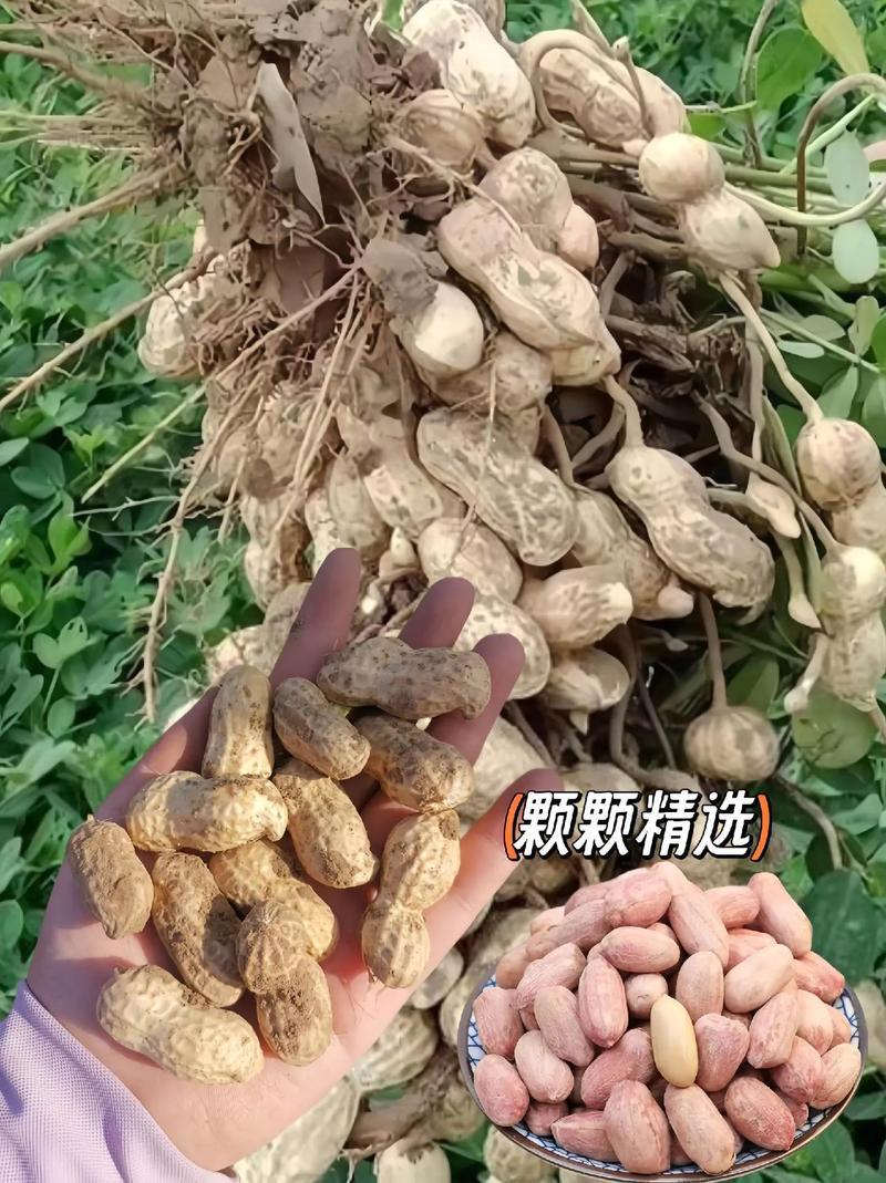 今日河北花生最新价格多少？-图2