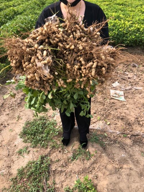 今日河北花生最新价格多少？-图3