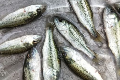 湖北地区加州鲈鱼价格-图3