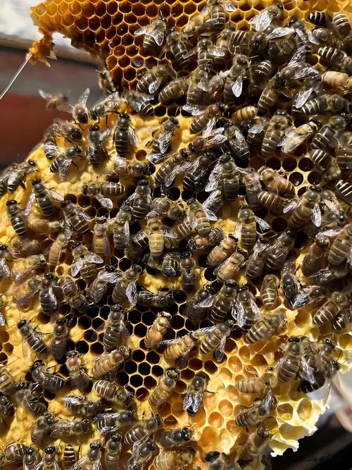 中蜂夏季养殖技术视频-图2