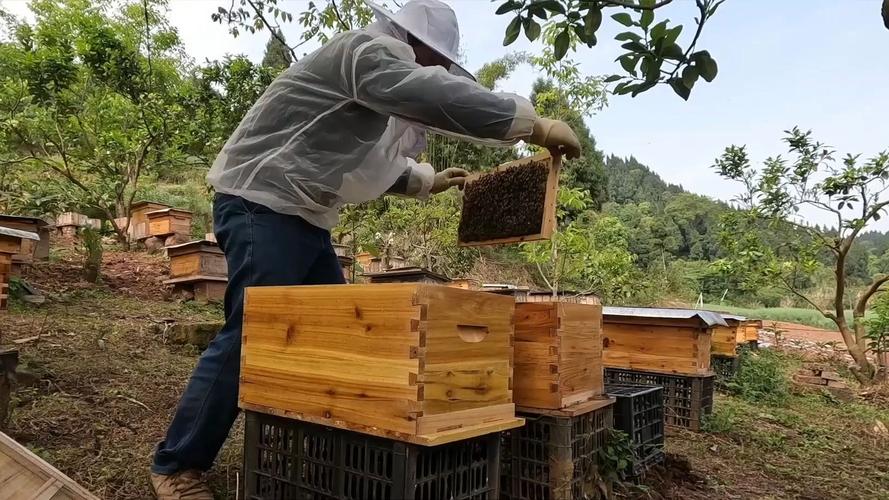 中蜂夏季养殖技术视频-图3