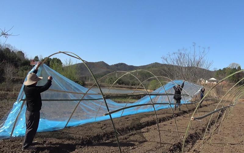 竹子蔬菜大鹏搭建技术-图3