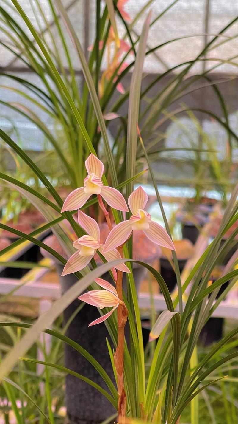 莲瓣的各个品种花图片-图2