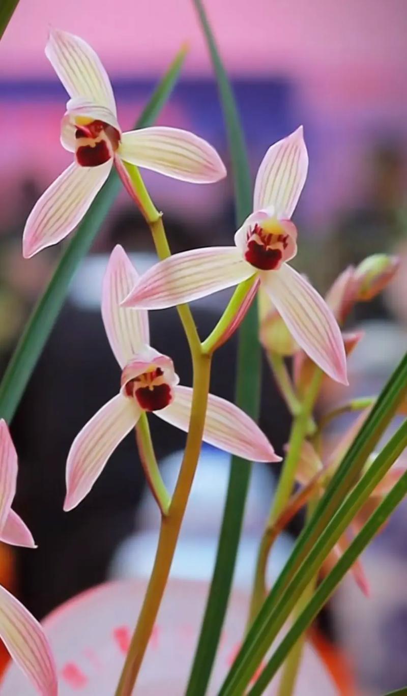 莲瓣的各个品种花图片-图3