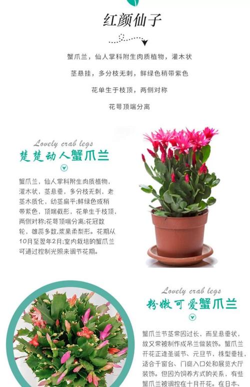 蟹爪兰哪个品种最好养-图1