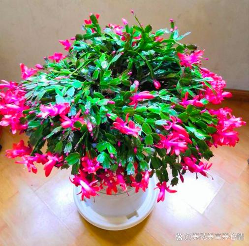 蟹爪兰哪个品种最好养-图3