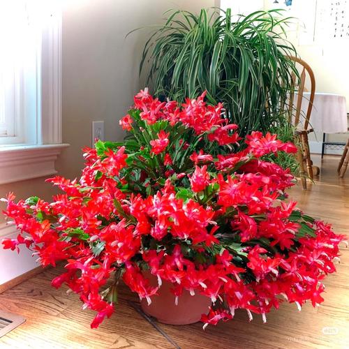 蟹爪兰哪个品种最好养-图2