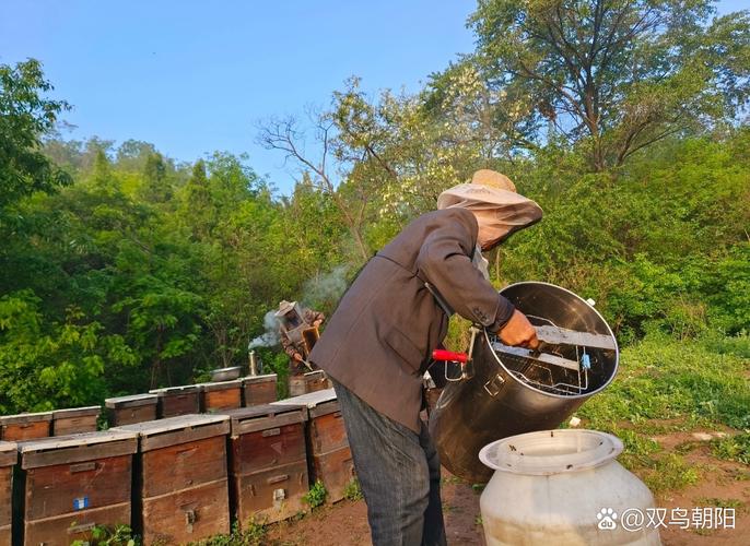 抓捕野生中蜂技术视频-图1