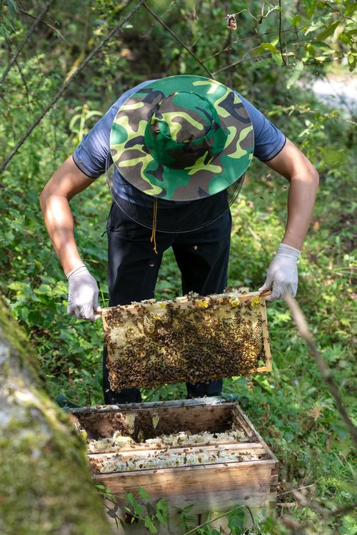 抓捕野生中蜂技术视频-图3