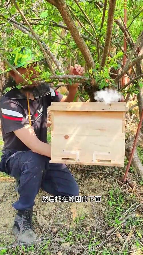 抓捕野生中蜂技术视频-图2