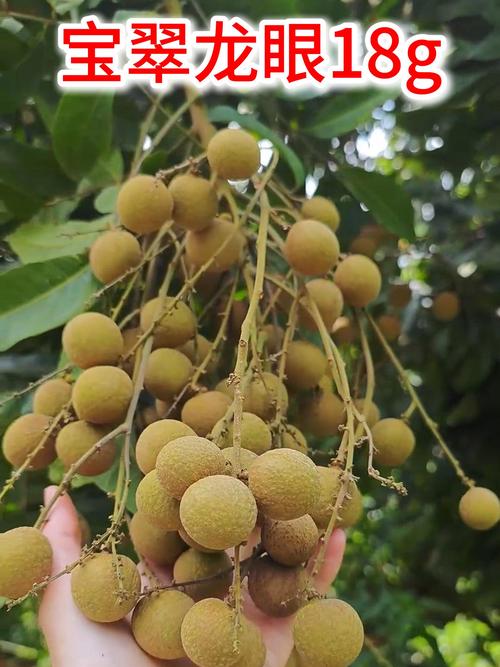 龙眼品种有哪些？看图识品种。-图3