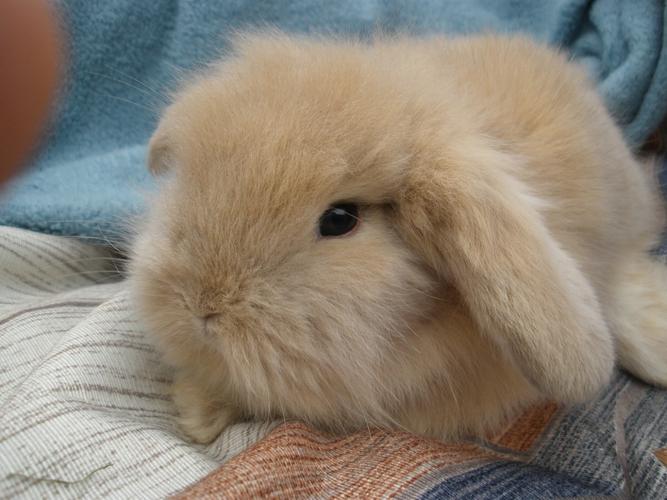 好养繁殖快的兔子品种-图1