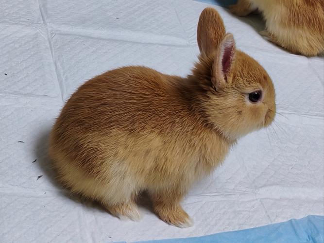 好养繁殖快的兔子品种-图2