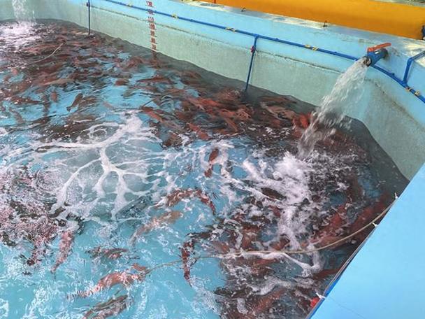 池养毛蟹如何实现卓越养殖技术？-图3