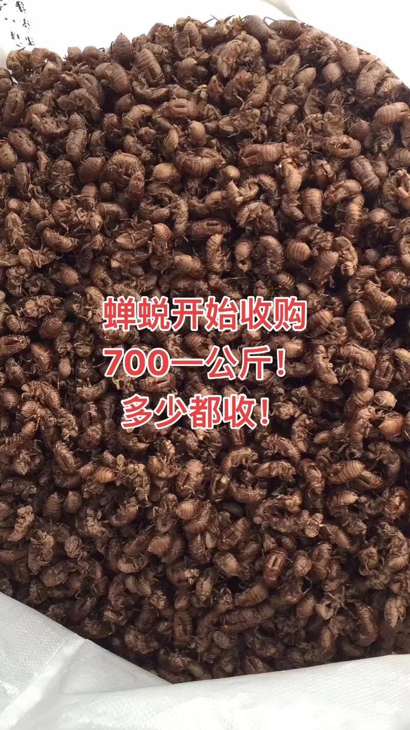 17年蝉蜕价格和行情-图2