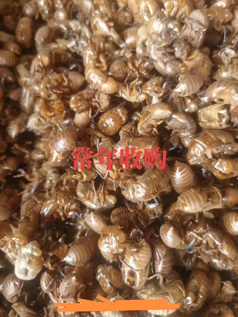 17年蝉蜕价格和行情-图1