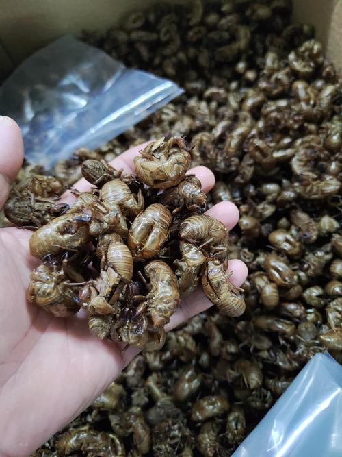 17年蝉蜕价格和行情-图3