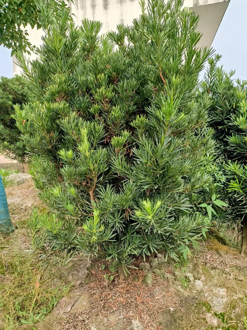 罗汉松的品种图片大全-图1