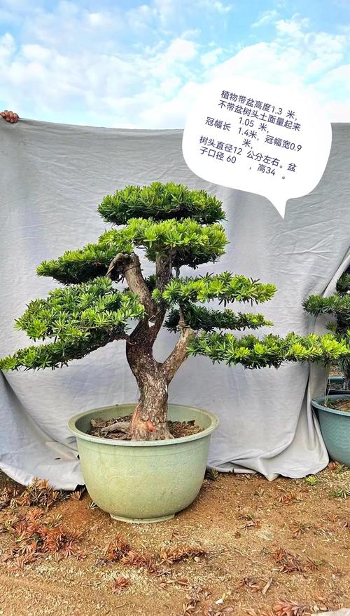 罗汉松的品种图片大全-图2