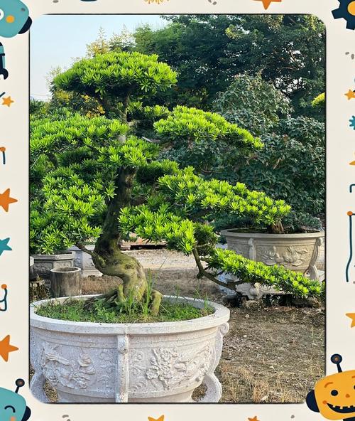 罗汉松的品种图片大全-图3