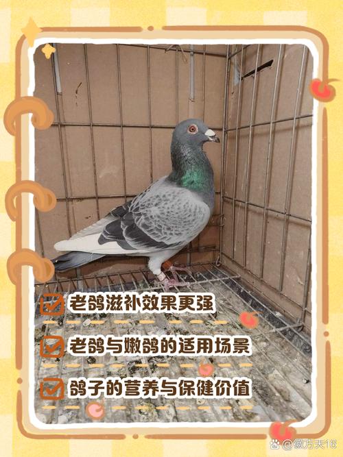 新手养信鸽，选什么品种好？-图1