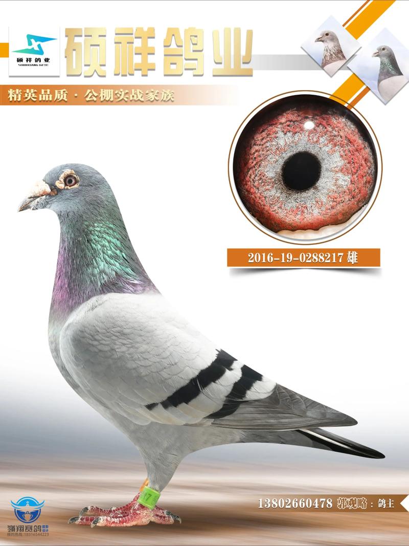 新手养信鸽，选什么品种好？-图3