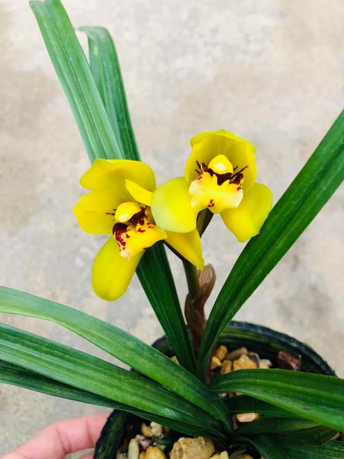 黄花兰花都是什么品种-图1