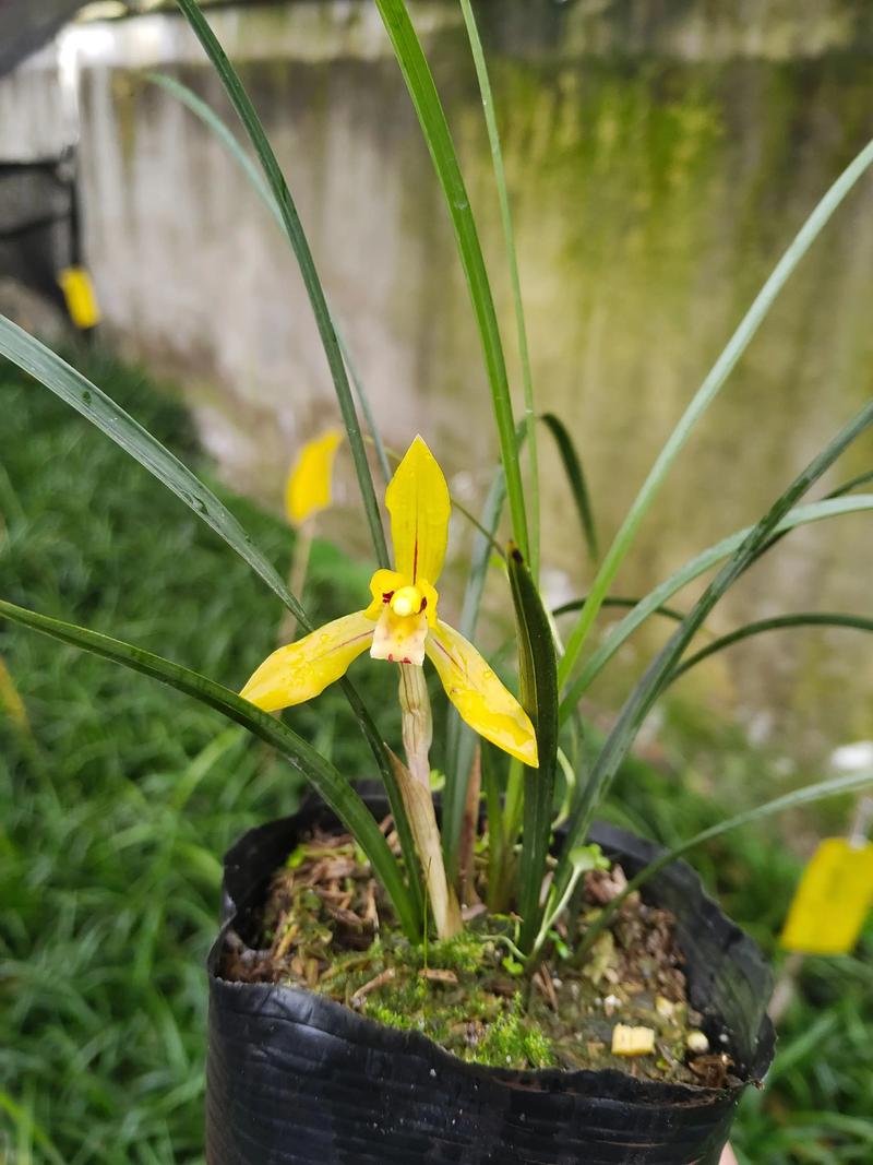 黄花兰花都是什么品种-图3