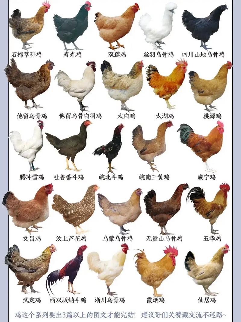 四种常见蛋鸡品种介绍-图3