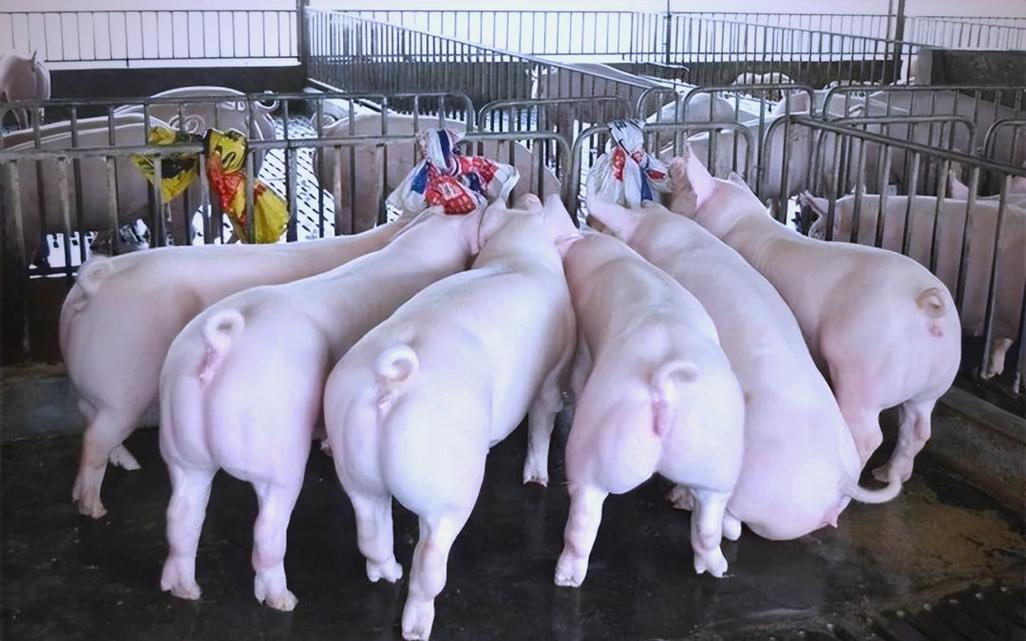 猪的优良品种有哪些饲养要点？-图1