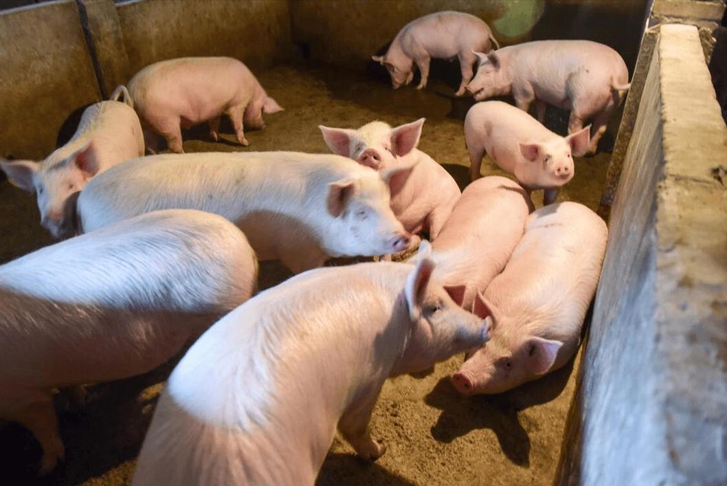 猪的优良品种有哪些饲养要点？-图2