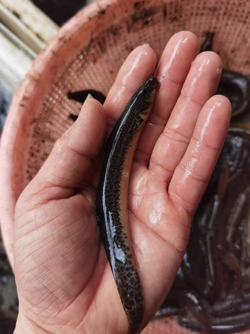 泥鳅养殖技术湖北省内-图3