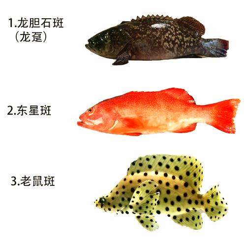 石斑鱼养殖技术要点有哪些？-图2