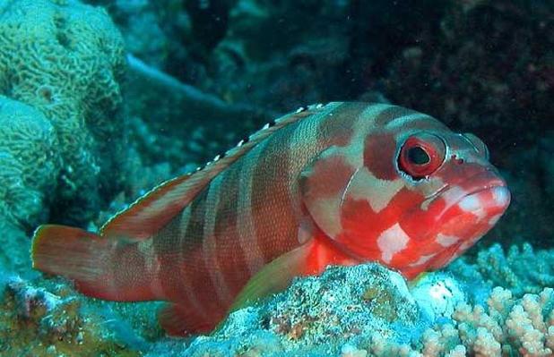 石斑鱼养殖技术要点有哪些？-图3