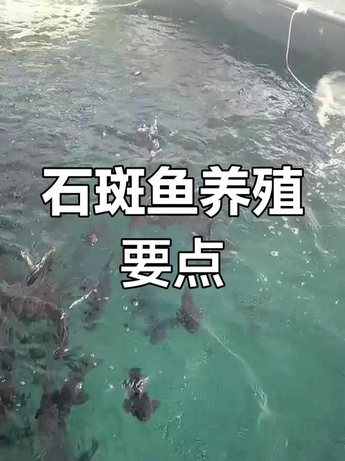 石斑鱼养殖技术要点有哪些？-图1