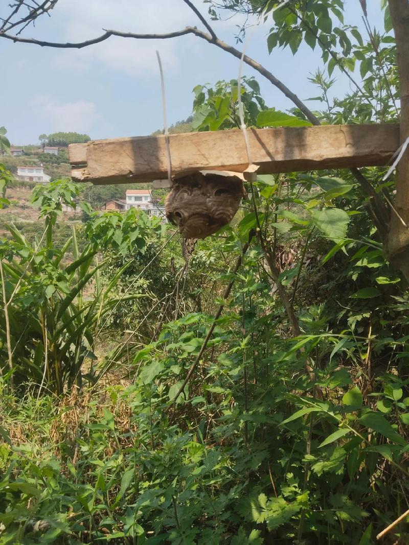 胡蜂养殖技术培训学校-图1