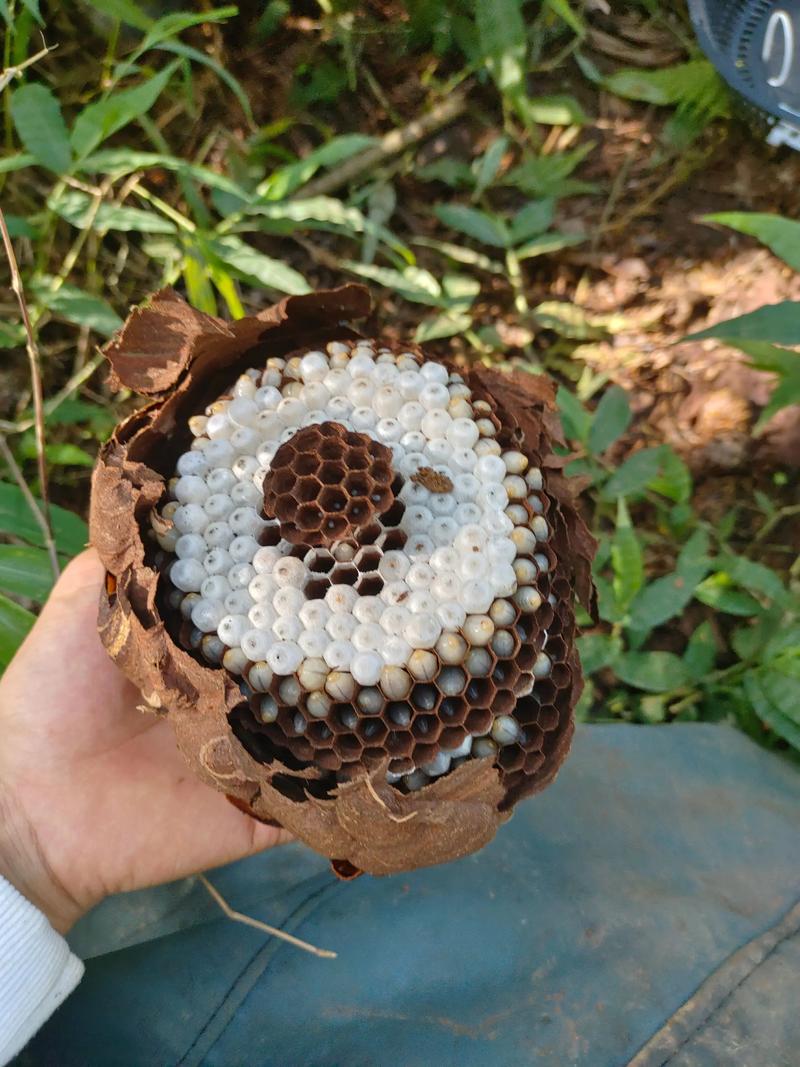 胡蜂养殖技术培训学校-图3