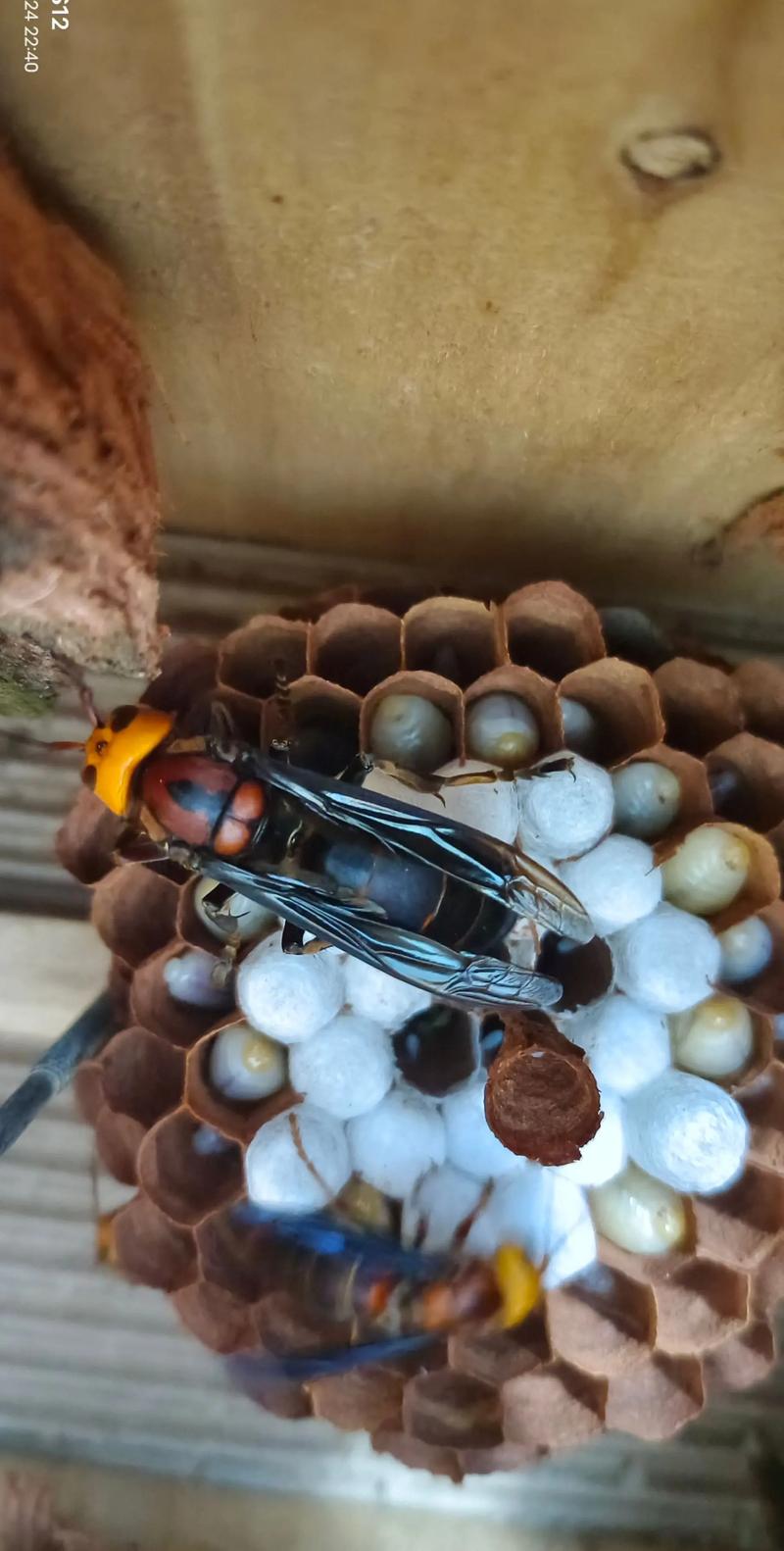 胡蜂养殖技术培训学校-图2