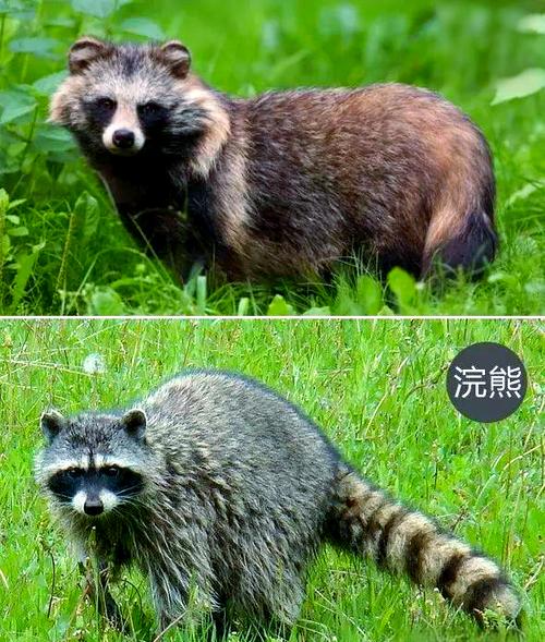 貉子的养殖技术与利润-图3