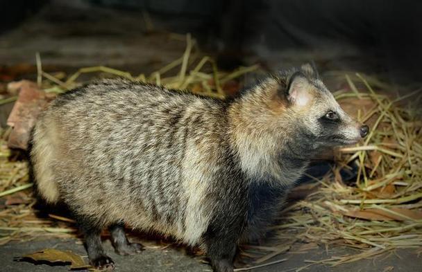 貉子的养殖技术与利润-图1