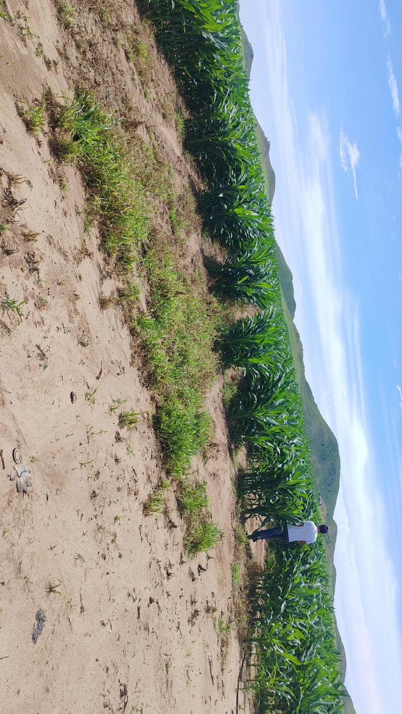 玉米双株种植技术大全-图2