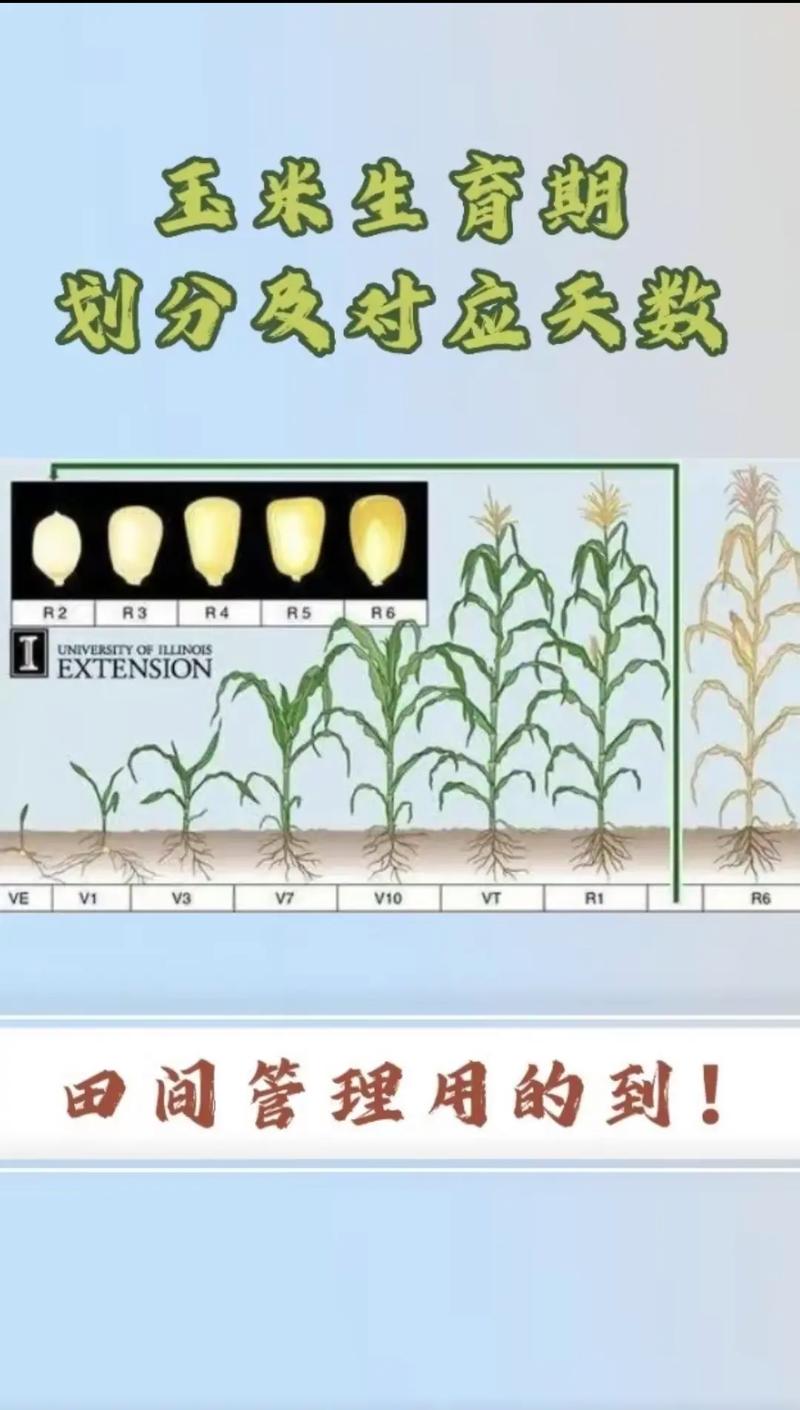 玉米双株种植技术大全-图3